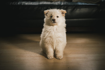 White German Shepherd Puppy in Living Room