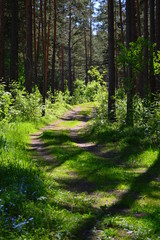 path in the forest
