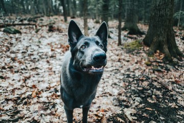 Cute Portrait Of German Shepherd Dog