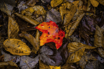 one orange and yellow leaf among the brown on a forest floor in Cole Park in Upstate NY
