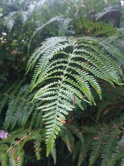 fern in forest