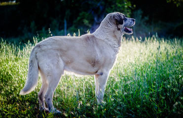 Rafeiro do Alentejo - Portuguese Mastiff - Portuguese Dog Breeds - Portugal