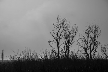 Árboles