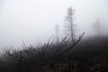 Moody, misty, sad view of burned pine tree and juniper plants in a mountain fire through the thick mist and fog