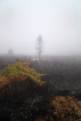 Spooky, dark, black tree burned in mountain forest fire, covered by white ice, scorched ground and thick mist