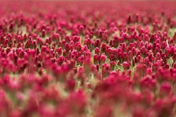 Trifolium incarnatum field in Czech Republic