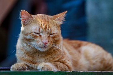 Close-up of a red Cat looking at the camera