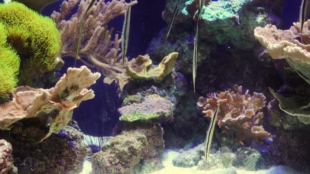 Shrimpfish (Aeoliscus strigatus), fish swims upside down in a saltwater aquarium. Stephen Birch Aquarium-Museum, USA