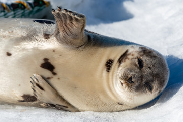 A young harp seal waving with its flipper. The animal is laying on a bed or snow and ice with the sun shining on its light color coat that has dark spots. The grey seal has dark eyes and long whiskers