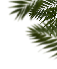 Naklejka na ściany i meble tropical palm leaves dimensional overlay leaf greenery white space modern beach summer