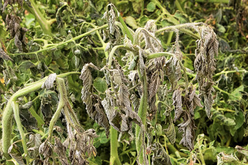 Closeup of damaged tomato plants after a cold night