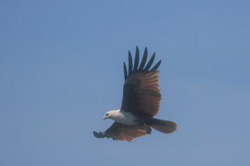 Brahminy Kite. Bird of prey in flight and hunting fish	