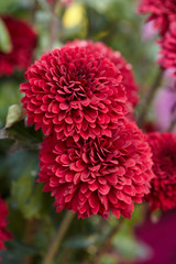 Chrysanthemum grandiflorum Ramat. 