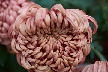 Chrysanthemum grandiflorum Ramat. 