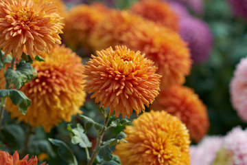 Chrysanthemum grandiflorum Ramat. 