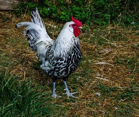 White Black and Red Headed Rooster