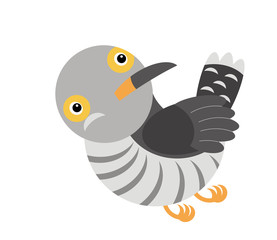 Cartoon cuckoo colorful bird on white background - illustration