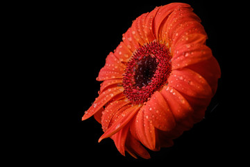 Gerbera flower isolated on black background in drops of water