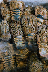 Fresh lobsters and crabs selling in the fish market in Kedonganan - Passer Ikan, Jimbaran beach Bali