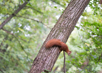 squirrel on tree
