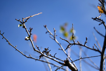 Tree Budding in Spring Time