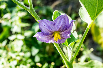 purple flower of potatoes