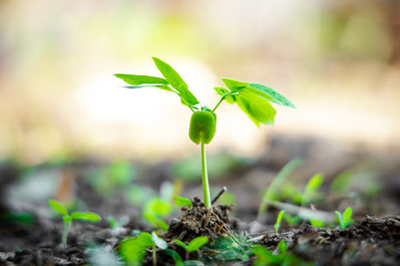 green Young Plant Growing for business concept.