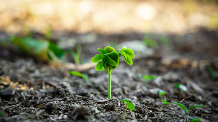 green Young Plant Growing for business concept.