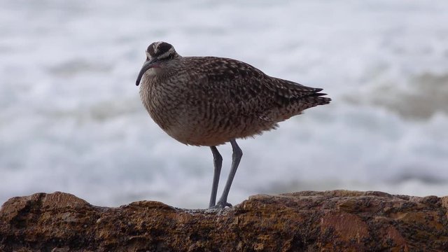 Whimbrel (Numenius phaeopus), seabird walking on the beach, California,  with the ocean in the background. USA