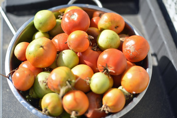 Tomatoes in a Colander