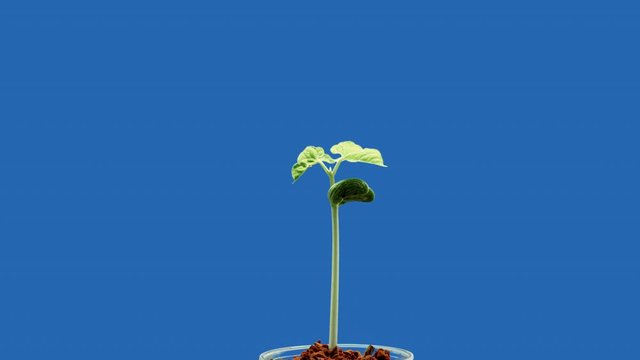 kidney bean seed shoot on a blue background time lapse