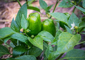 Green peppers in the garden. Organic farm background