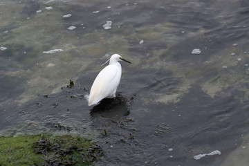 Oiseau échassier , aigrette garzette .
