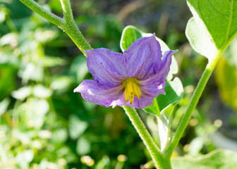 violet potatoes flower in the garden