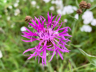 Violet flower of Centaurea scabiosa also known as greater knapweed, beautiful ornamental garden plant which highly attracts insects