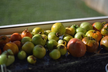 Tomatoes in a Window Sill