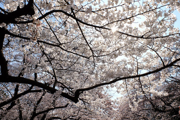 春の東京の上野恩賜公園で咲く桜の花の風景