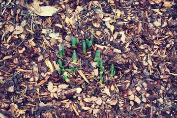 Bright Green Spring plant bulbs emerging from soil