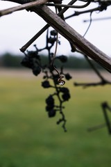 Close up on dried wine grapes left to rot on the vine during overcast winter day. 