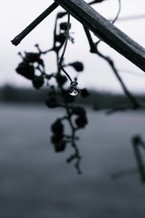 Close up on dried wine grapes left to rot on the vine during overcast winter day.