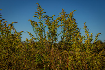 Obraz na płótnie Canvas tall weeds and blue sky