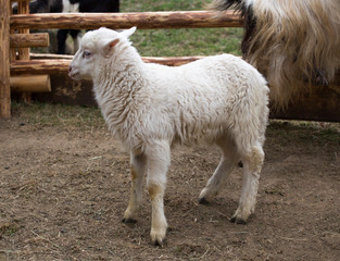 Little beautiful lamb runs in the paddock on eco farm
