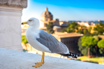 Seagull is looking into the camera on Piazza Venezia in Rome against the background of the Italian flag