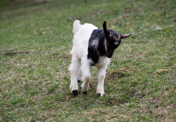 black and white goat graze on an organic eco farm