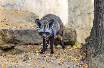 Bat-eared fox (Otocyon megalotis) in natural habitat. Wildlife and nature photography