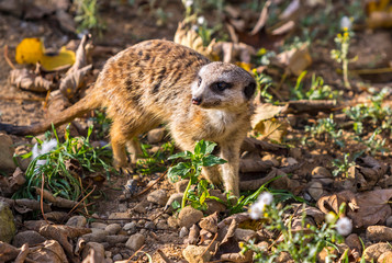 Portrait of the Meerkat (Suricata suricatta) or Suricate. It is a small carnivoran in the mongoose family. African native animal. Wildlife and nature photography