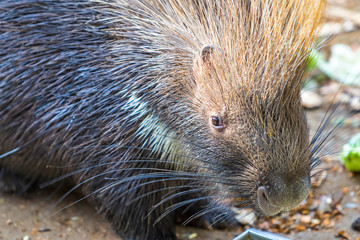 Close-up portrait of the Indian crested porcupine (Hystrix indica). Wildlife and nature photography