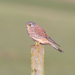 Male Kestrel Perched on a Fence Post