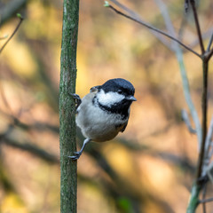 Tiny Coal Tit Perched in a Tree