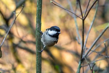 Naklejka premium Tiny Coal Tit Perched in a Tree